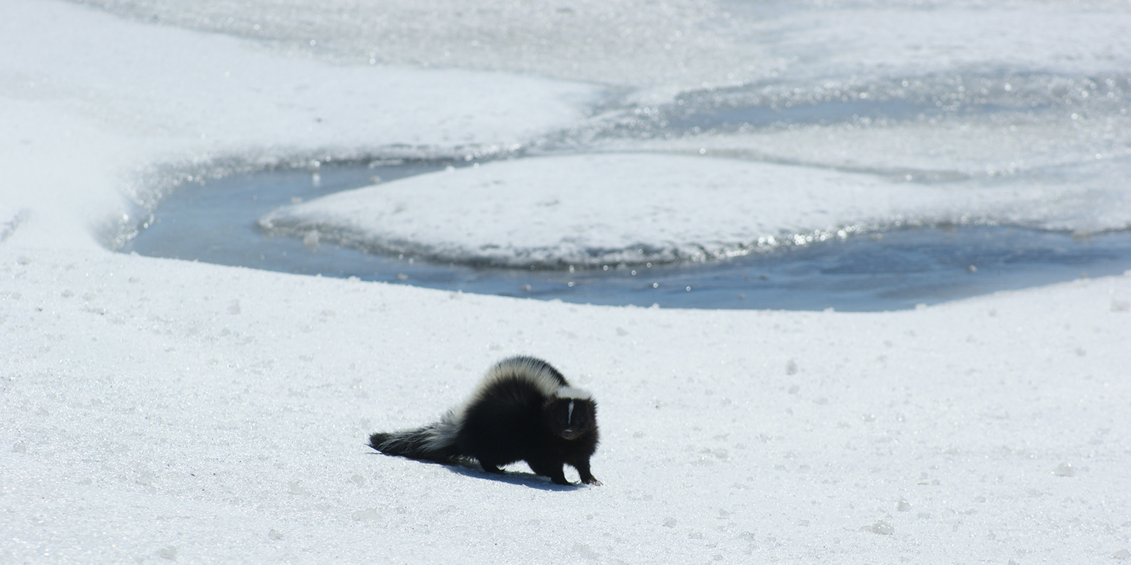 Skunk on Ice